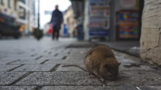 Confirman un caso de hantavirus en Jujuy