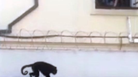 Video: un mono suelto por los techos de Belgrano