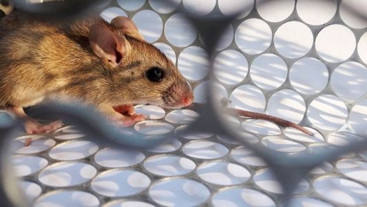 Hantavirus: una persona murió en Salta