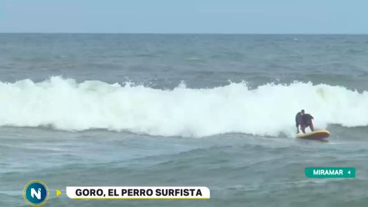 La historia de "Goro", el increíble perro que hace surf en Miramar