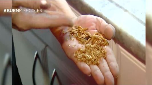 Las ventajas de comer insectos