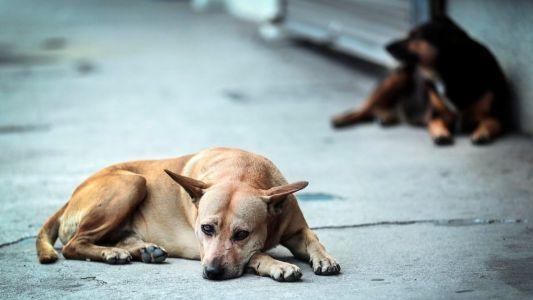 Autorizan "sacrificio eutanázico" de perros en Puerto Deseado: ¿El regreso a La Perrera?