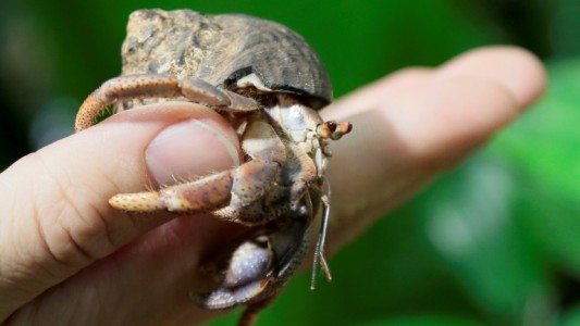 Estudio científico: desarrollaron penes más largos para no morir al reproducirse