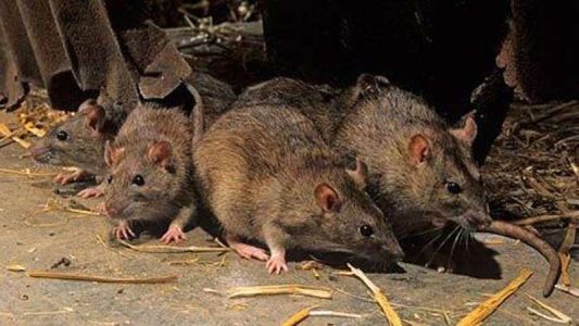 Dónde vive el ratón colilargo, que transmite las distintas cepas de hantavirus
