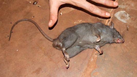 Ratas: la plaga porteña imposible de eliminar