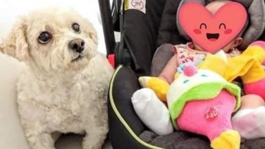 Llegaron a Mar del Plata, les abrieron el auto y se llevaron la cuna y a su caniche