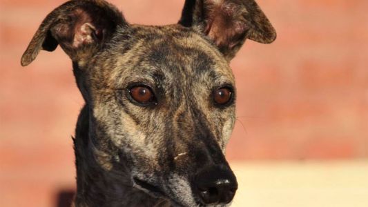 Maltrato animal: quemaron con agua hirviendo a un galgo abandonado