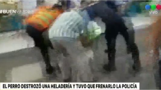 Un "perro dinamita" destrozó una heladería en Mendoza