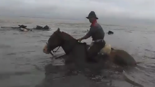 Vacas arriadas con el agua hasta el cuello