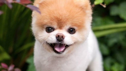 Murió Boo, el perro más lindo del mundo que era sensación en Instagram