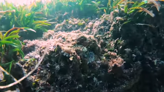 ¡Guau!: el momento en que una piedra "se convierte" en pulpo