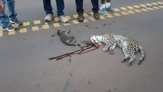 Atropellan y matan a un ocelote en el Parque Nacional Iguazú