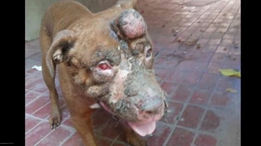 Horror en Mendoza: quemó con ácido a su perro y lo dejó ciego