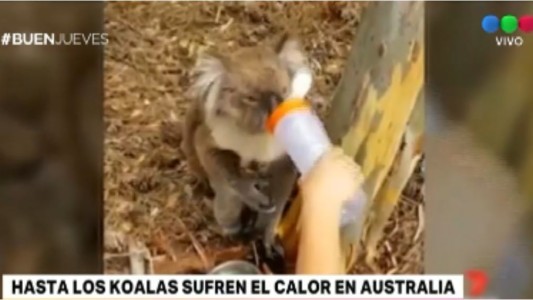 Ola de calor en Australia: así hidratan a los koalas