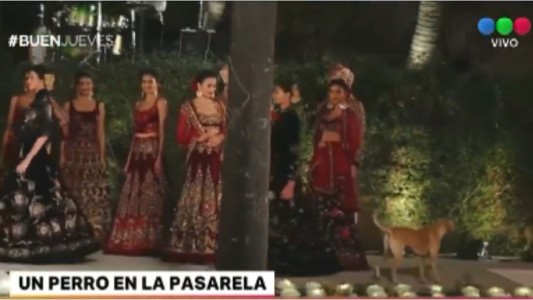 Perro fashionista roba protagonismo a las modelos en la India