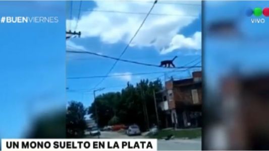 Un mono anda suelto por las calles de La Plata