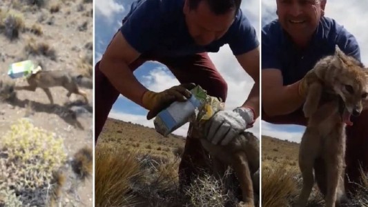 Video: el momento en que un hombre salva a un zorro patagónico de morir asfixiado entre dos tetra briks