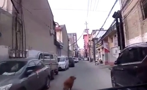 Video: el perro que guía a la ambulancia hasta su dueño desmayado