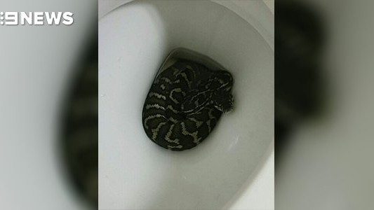 Fue al baño, se sentó en el inodoro y una serpiente le mordió la cola