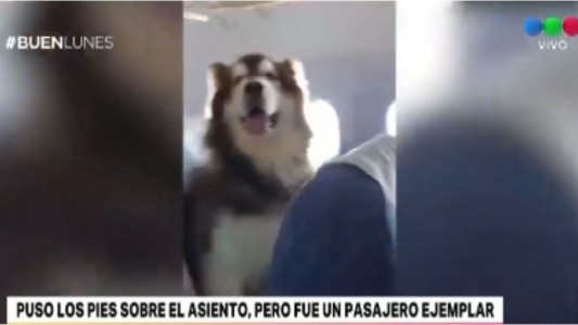 Un perro viajó junto a su dueña en un vuelo chino