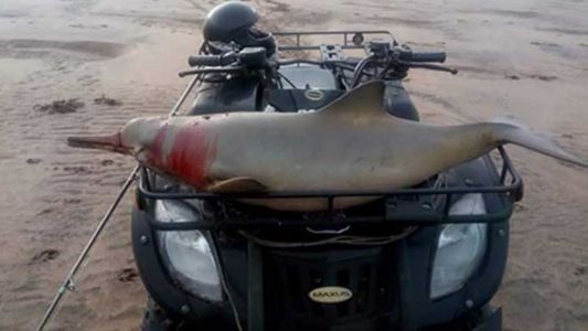 Cazaron a un delfín y lo pasearon herido en un cuatriciclo por la playa