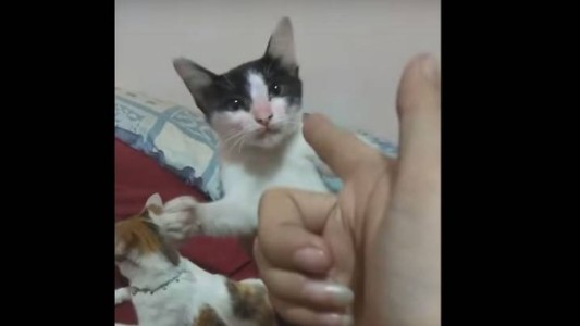 Video viral: el gato que finge su propia muerte