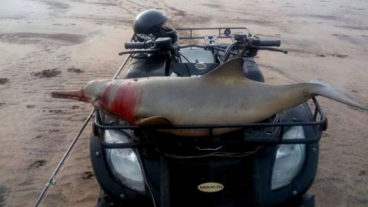 Habló el hombre que cazó un delfín en Coronel Dorrego: "Me lo comí"