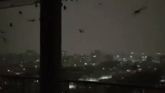 Video terrorífico: invasión de murciélagos en un edificio de Boedo