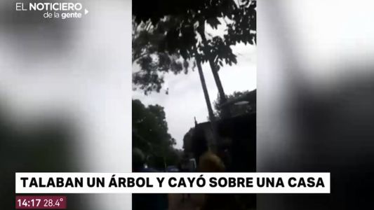 Talaban un árbol y cayó sobre una casa