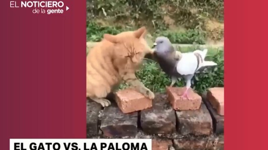 Video viral: el gato vs. la paloma
