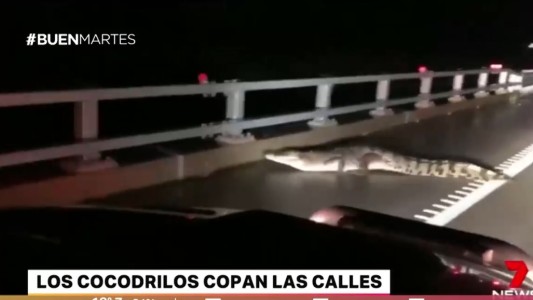 Inundaciones en Australia: aparecen cocodrilos en las calles