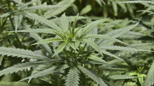 La OMS pide sacar a la marihuana del listado de drogas peligrosas