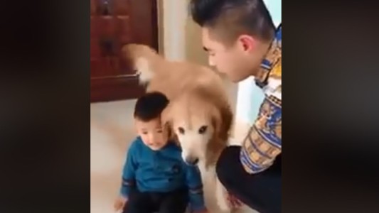 Video viral: el perro que protege a un nene cuando lo reta el padre