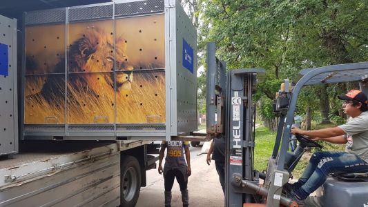 Santiago del Estero: trasladarán a los leones del zoo a un santuario en Sudáfrica