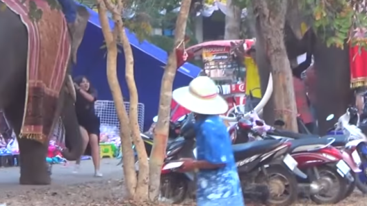 Video: una adolescente quiso sacarse una selfie con un elefante y desató un caos