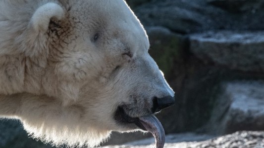 Alerta en Rusia por una invasión de osos polares agresivos en un pueblo