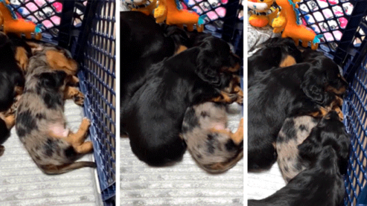 Video viral: el perrito que tuvo un "mal sueño" y fue consolado por otros cachorros