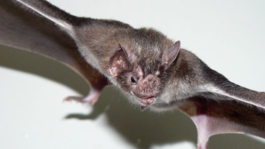 Confirmaron en Misiones un caso de rabia paresiante causada por el murciélago vampiro