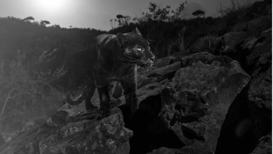 Con esta foto, confirmó un misterio de 100 años