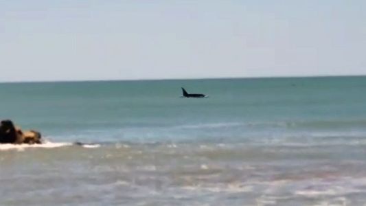 Video: aparecieron orcas en las costas de Mar del Plata y los turistas tuvieron que salir del mar
