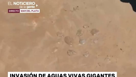 Invasión de aguas vivas gigantes en Mar del Plata