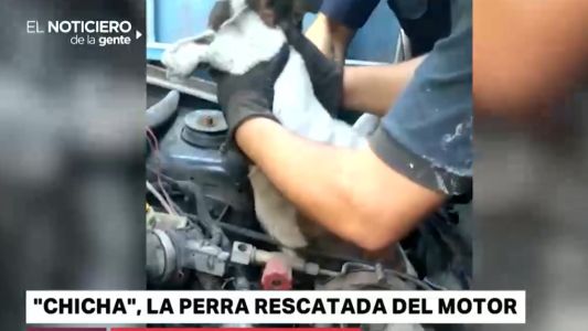 "Queremos encontrarla": apareció el dueño de la perra rescatada de un motor