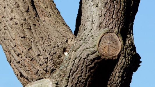 Nuevo reto viral: ¿podés encontrar la lechuza casi invisible en el árbol?