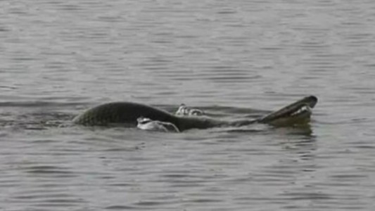 Autoridades piden a la gente que no nade en un lago donde apareció una extraña criatura