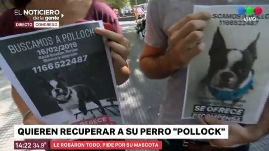 Les robaron todo y piden que les devuelvan a su perro