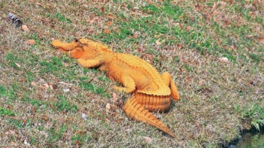 Los extraños cocodrilos naranjas que aparecieron en Estados Unidos