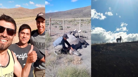 El emocionante rescate de un caballo atrapado en un alambrado