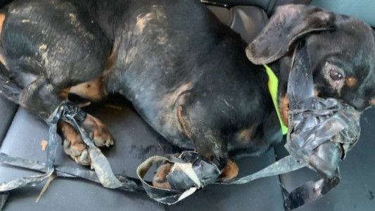 Dejó a su perro salchicha abandonado y atado con cinta