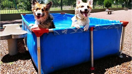 Prohíben la pileta para perros en Parque Patricios