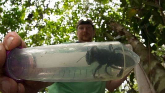 Hallan la abeja más grande del mundo, a la que creían extinguida